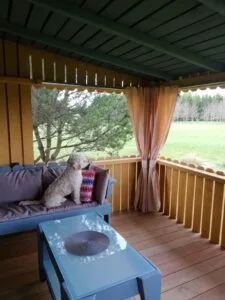 Medinė terasa prie namo, užuolaidos pakabintos terasoje, jaukumo elementai terasoje, baltas šuo terasoje, pudelis lauko terasoje.